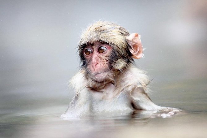 1-Day Snow Monkeys & Snow Fun in Shiga Kogen Tour - Price and value at $184.99: what you are actually buying