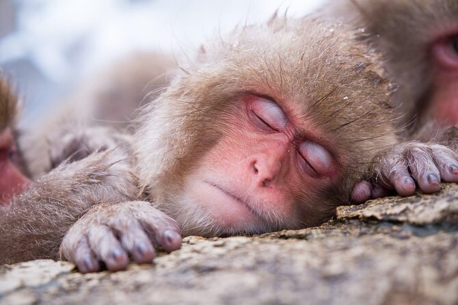 1-Day Snow Monkeys, Zenko-ji Temple & Sake in Nagano - Zenko-ji Temple: nearly 1,400 years of Nagano spirituality