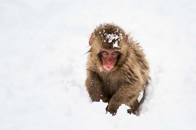 1-Day Snow Monkeys, Zenko-ji Temple & Sake in Nagano - Getting there and getting back, plus winter Hakuba shuttles