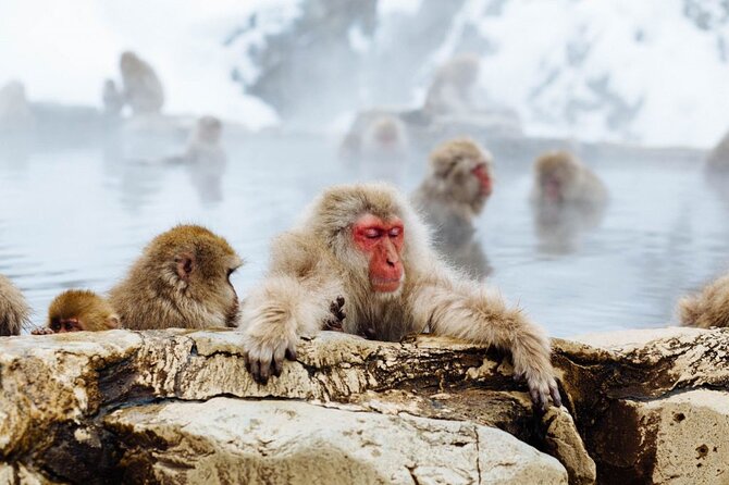 1-Day Snow Monkeys, Zenko-ji Temple & Sake in Nagano - Price and value: is $151.88 worth it?