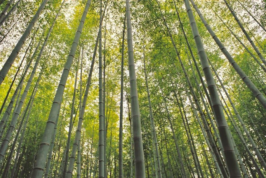 1-Day Tour from Nagoya: Hiking the Historic Nakasendo Trail - The Main Event, 8 km on the Nakasendo Trail