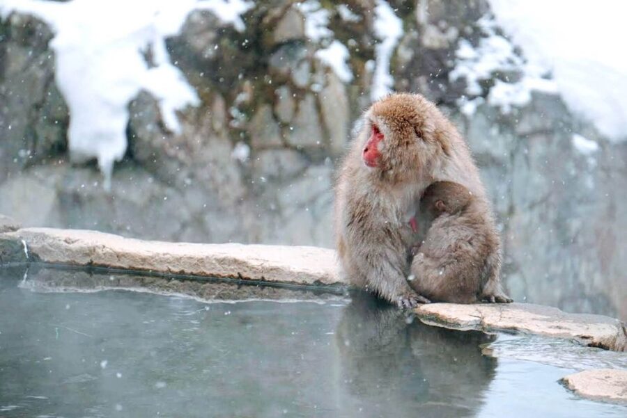 1 Day Tour: Snow Monkeys & Snow Fun in Shiga Kogen - Lunch by the slopes: warm food makes the monkey walk feel easier
