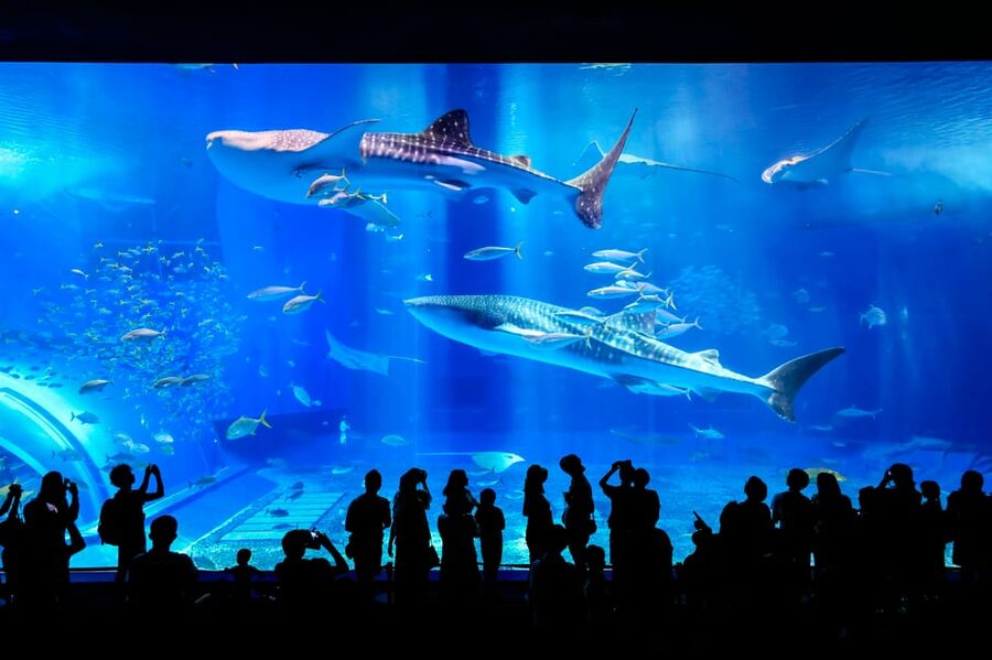 <1Dya Tour>Churaumi Aquarium, Cape Manzamo, American Village - Price and value: does $61 make sense for this route?