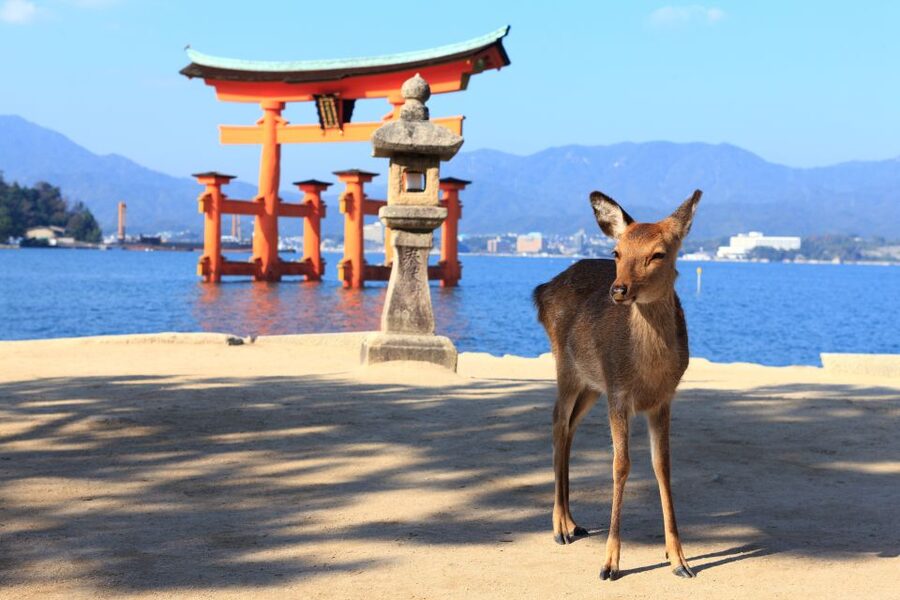3 Departures: Hiroshima & Miyajima Trip with Indian Lunch - Price and Value: What $116 Covers and Why It Can Make Sense