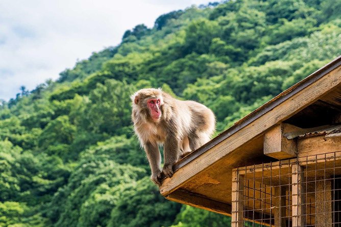 Afternoon Kyoto Bike Tour: Bamboo Forest, Monkeys & Hidden Spots - Why this Arashiyama afternoon works better than yet another temple hop