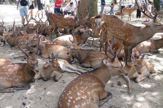 All must-sees in 3 hours - Nara Park Classic Tour! From JR Nara! - Key things I’d plan around
