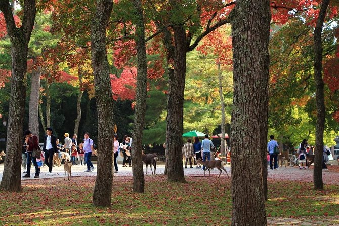 All must-sees in 3 hours - Nara Park Classic Tour! From JR Nara! - Meeting at JR Nara Station with a white NaraWalk flag