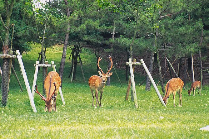 Ancient Capital Tour: Kyoto and Nara Highlights from Kyoto/Osaka - How the Kyoto and Nara Combo Day Really Feels
