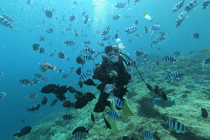 Blue Cave Area Experience Diving!Free feeding & photo images Chinese guide available!1 group with a dedicated instructor - Why the Blue Cave feels like a different Okinawa altogether