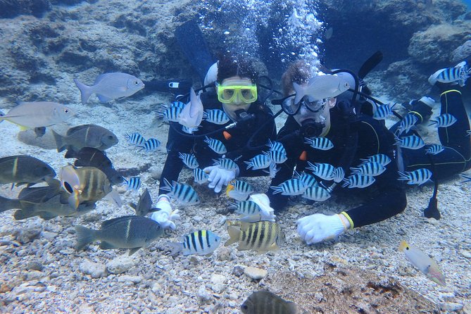Blue Cave Area Experience Diving!Free feeding & photo images Chinese guide available!1 group with a dedicated instructor - The Blue Cave visit, what you’ll actually see