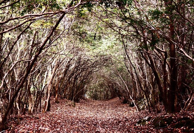 Explore Mt. Fuji Ice Cave in Aokigahara Forest - Key highlights that actually matter