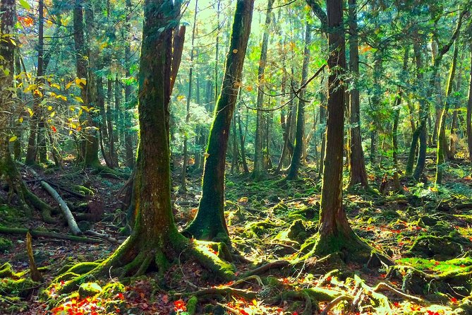 Explore Mt. Fuji Ice Cave in Aokigahara Forest - Why this ice cave feels different from a typical cave tour