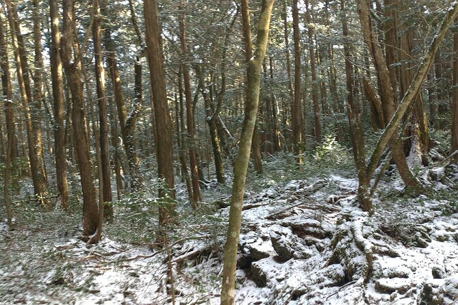 Exploring Mt Fuji Ice Cave and Sea of Trees Forest - Price and value: why $56.82 can feel fair for what you get