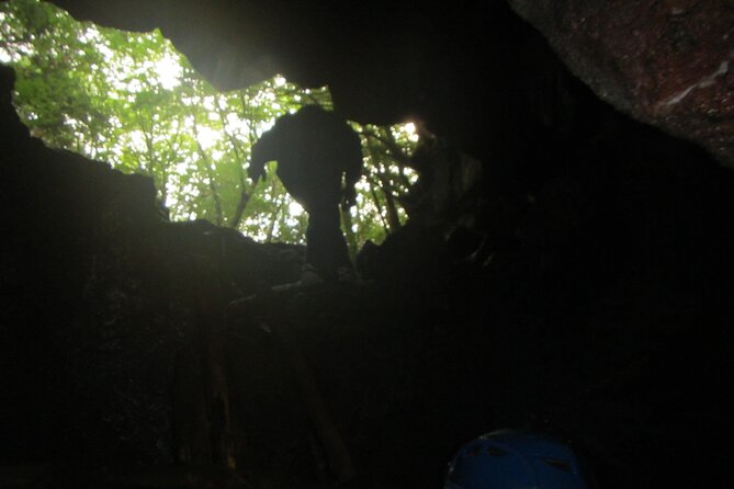 Exploring Mt Fuji Ice Cave and Sea of Trees Forest - Stop 1: Aokigahara Forest, Sea of Trees walking built around moss, animals, and seasons