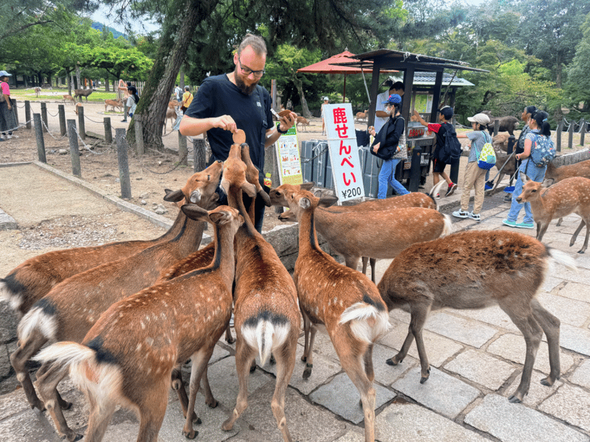 From Kyoto: Nara Guided Morning Tour - Kasuga Taisha’s lantern paths: UNESCO atmosphere in about 40 minutes