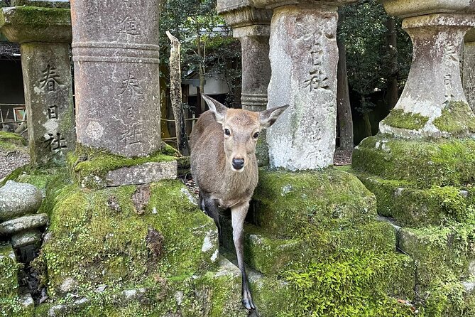 From Kyoto: Nara History Guided Half Day Bus Tour with Lunch - Getting From Kyoto to Nara Without the Headaches