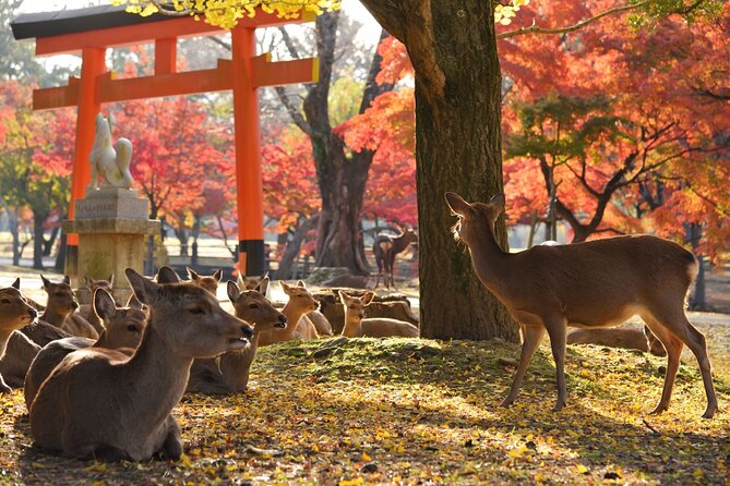From Kyoto: Nara History Guided Half Day Bus Tour with Lunch - Kasuga Taisha Shrine: Making Sense of Nara’s Sacred Atmosphere