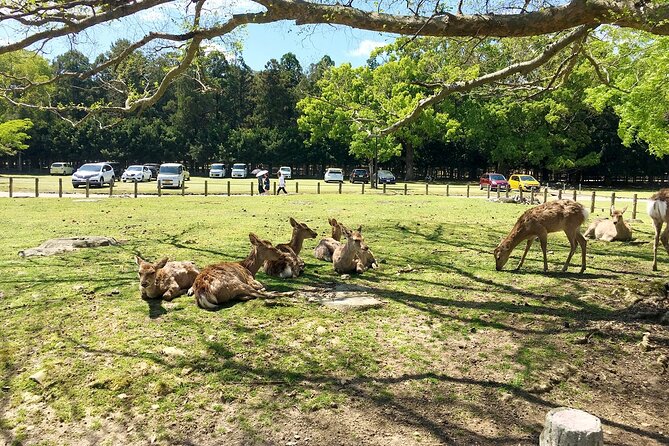 From Kyoto: Nara History Guided Half Day Bus Tour with Lunch - Nara Park Deer Time, Done With a Guide’s Pace