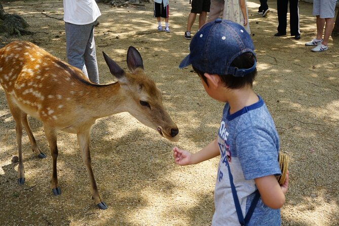 From Kyoto: Nara History Guided Half Day Bus Tour with Lunch - Who Should Book, and Who Should Skip