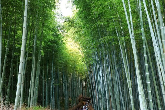 From Kyoto / Osaka: Kyoto Must-see Spots & Nara Park One Day Tour - Nara Park: deer feeding, temple scenery, and fast orientation
