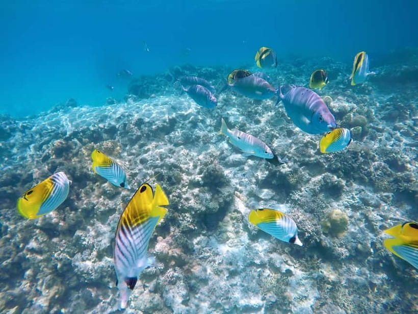 From Naha: Tokashiki Island Day Trip by Boat - Aharen Beach or Tokashiku Beach: picking your vibe