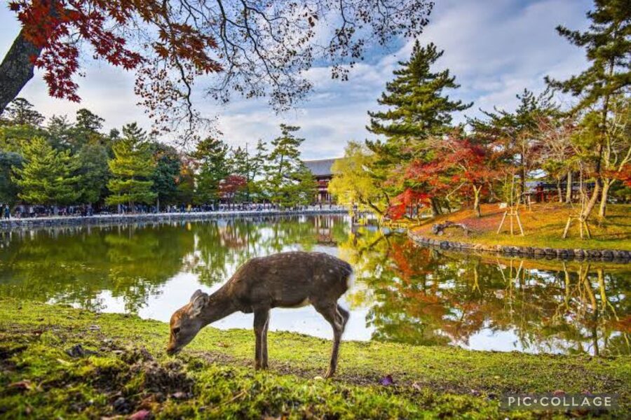 From Osaka/Kyoto: Private Kyoto & Nara Day Trip with Pickup - Arashiyama bamboo, Kimono Forest, and Togetsukyo Bridge