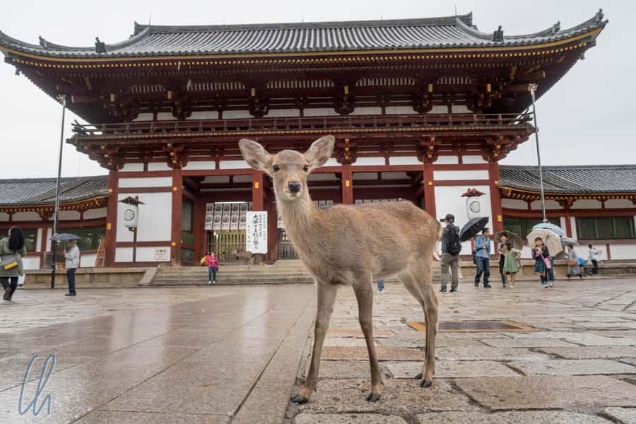 From Osaka: Nara, Kiyomizu-dera & Fushimi Inari Trip - Key highlights at a glance