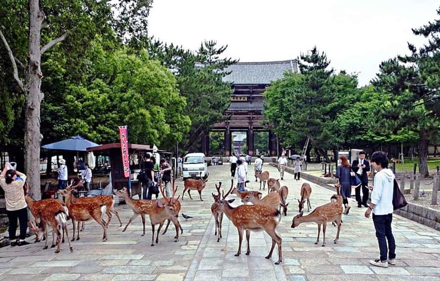 From Osaka: Nara, Kiyomizu-dera & Fushimi Inari Trip - A One-Day Loop: Nara, Kiyomizu-dera, and Fushimi Inari From Osaka
