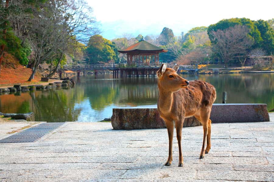 From Osaka: Nara, Kiyomizu-dera & Fushimi Inari Trip - Nara Park Deer Walk: How to Enjoy the Deer Without Getting In the Way
