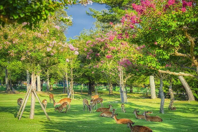 From Osaka or Kyoto: Kyoto and Nara 1-Day Bus Tour - Nara Park and Todai-ji: Deer, Great Buddha, and the Most Important Timing Choice