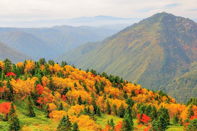 From Takayama: Alpine Splendor - Shinhotaka Ropeway and Kamikochi - Okuhida bear stop: a wildlife-focused moment in the day