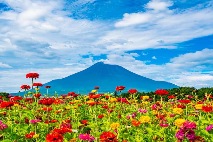 From Tokyo: Must-Visit Mount Fuji Highlight Full-Day Tour - Lake Kawaguchi and Oishi Park for different kinds of Fuji reflections