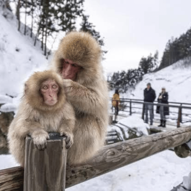 From Tokyo: Private Tour Snow Monkey Park & Zenko-ji Temple - Timing and expectations for a long day out of Tokyo