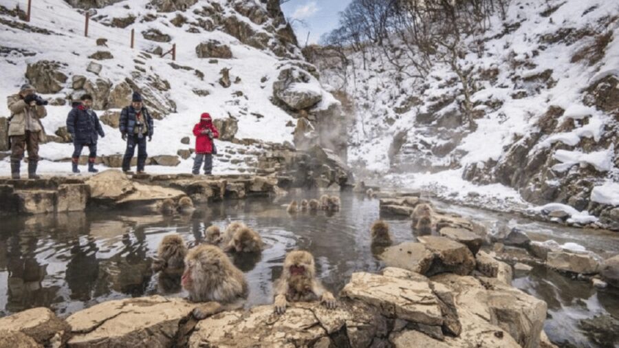 From Tokyo: Private Tour Snow Monkey Park & Zenko-ji Temple - Zenko-ji Temple in about one focused hour
