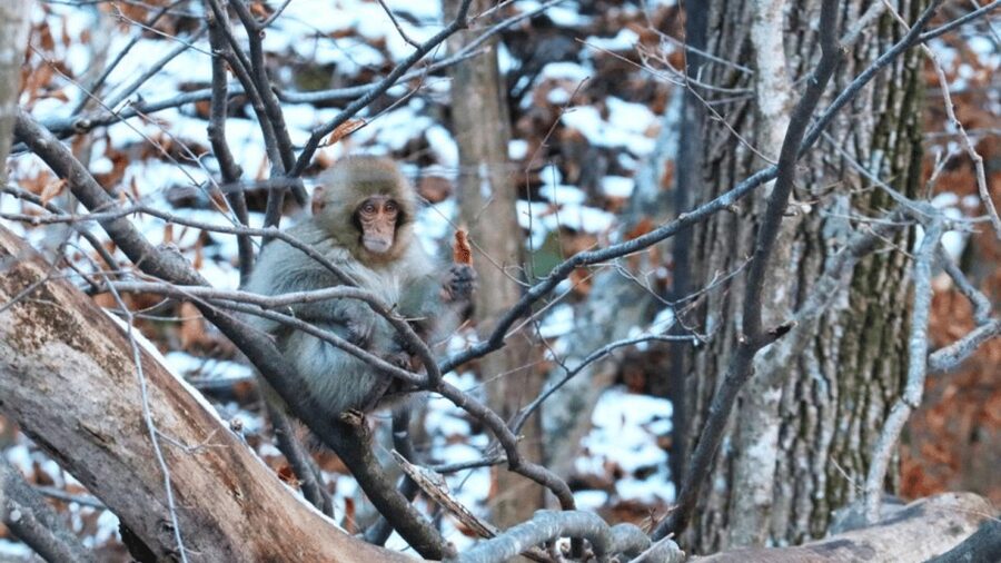 From Tokyo: Private Tour Snow Monkey Park & Zenko-ji Temple - Matsushiro Castle Ruins, a samurai-era stop that stays human