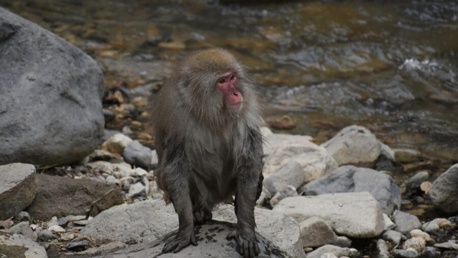From Tokyo: Private Tour Snow Monkey Park & Zenko-ji Temple - Shibu Onsen, where you slow down and warm up