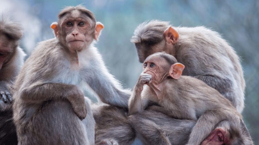 From Tokyo: Private Tour Snow Monkey Park & Zenko-ji Temple - Jigokudani Monkey Park, the hot springs moment that makes the drive worth it