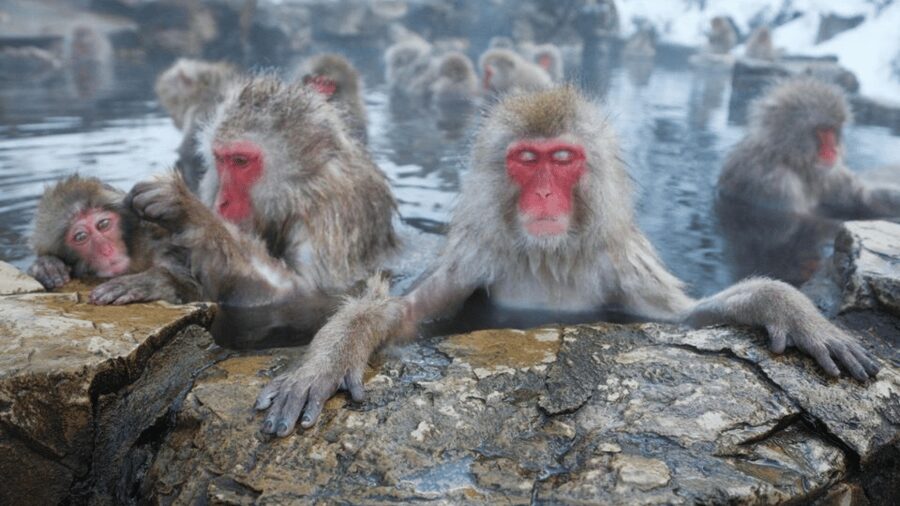 From Tokyo: Private Tour Snow Monkey Park & Zenko-ji Temple - Pickup in Tokyo and the comfort factor of Vellfire, Crown, and Land Cruiser