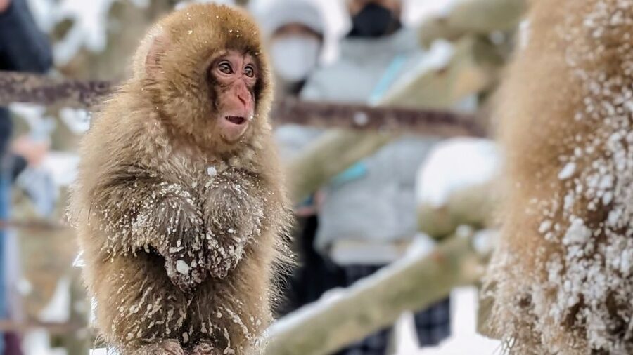 From Tokyo: Snow Monkey 1 Day Tour with Beef Sukiyaki Lunch - Key highlights at a glance