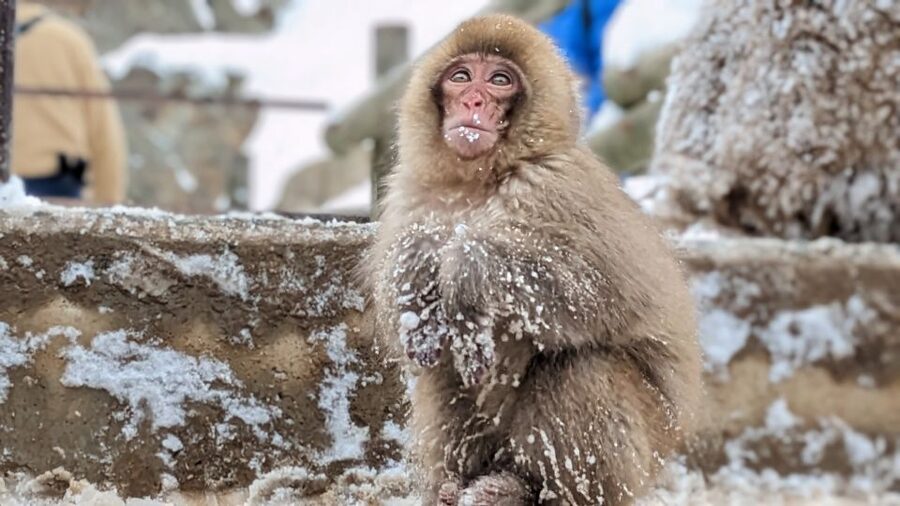 From Tokyo: Snow Monkey 1 Day Tour with Beef Sukiyaki Lunch - My honest booking call