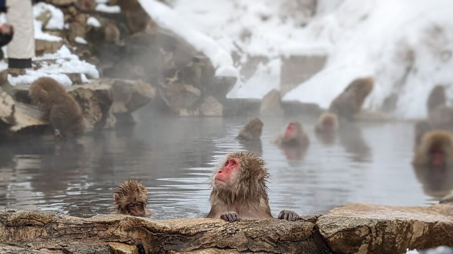 From Tokyo: Snow Monkey 1 Day Tour with Beef Sukiyaki Lunch - Lunch at Shinshu Fruitsland: warm fuel plus real choice for your diet
