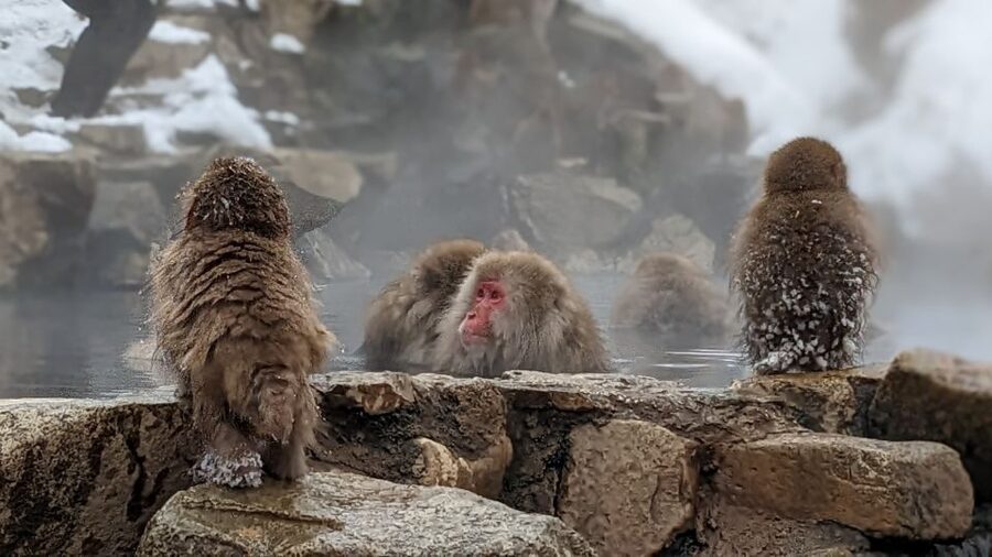 From Tokyo: Snow Monkey 1 Day Tour with Beef Sukiyaki Lunch - Timing, pacing, and what the day actually feels like