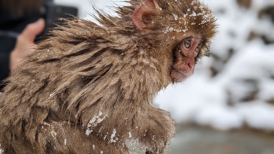 From Tokyo: Snow Monkey 1 Day Tour with Beef Sukiyaki Lunch - Price and value: is $151 a fair deal?