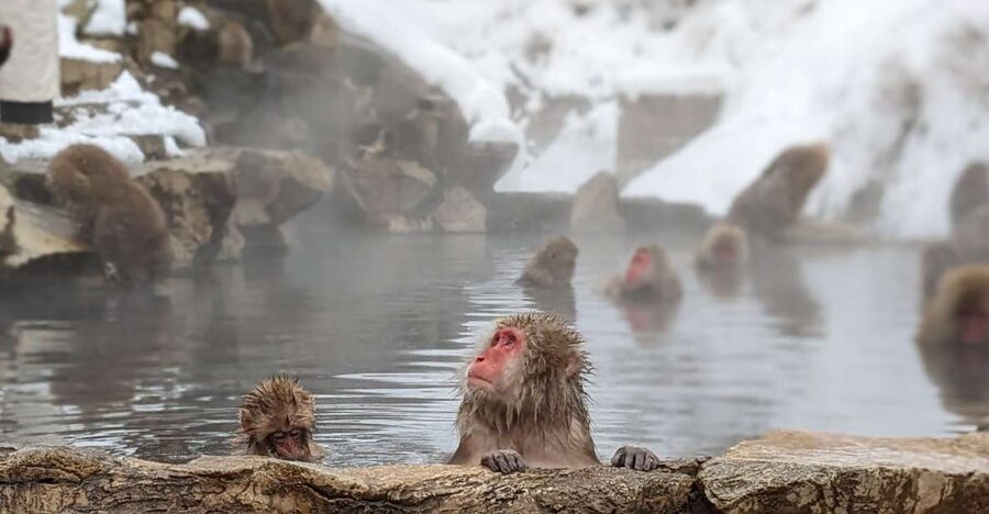 From Tokyo: Snow Monkey 1 Day Tour with Beef Sukiyaki Lunch - The long Tokyo to Nagano coach ride, and how to treat it like part of the day
