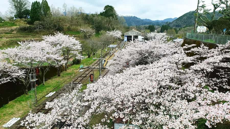 Fukuoka: Takachiho Gorge & Scenic Railway One Day Tour - Who Should Book This Tour, and Who Might Want Another Option