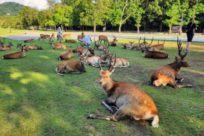 Full Day Guided Tour to Kyoto and Nara from Osaka by Van