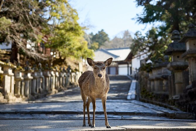 Full Day Guided Tour to Kyoto and Nara from Osaka by Van - Gion area: traditional streetscape plus your lunch window