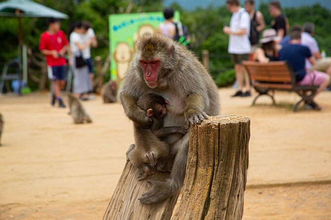 Full day Kyoto Walk in Fushimi, Arashiyama, Monkey, and Kinkakuji - Price and what you actually get for $97.87