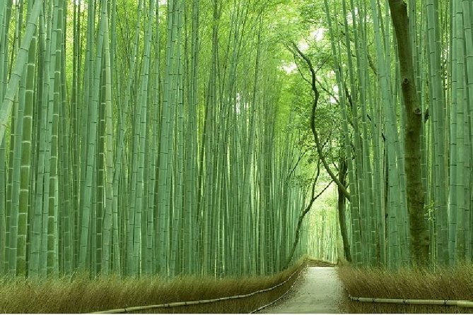 Half Day Kyoto Sagano Bamboo Grove & Arashiyama Walking Tour - Key Points You Should Know Before You Go
