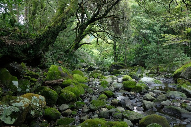 Hike Japan Heritage Hakone Hachiri (Half Day) - Who This Tour Fits Best (and Who Should Think Twice)